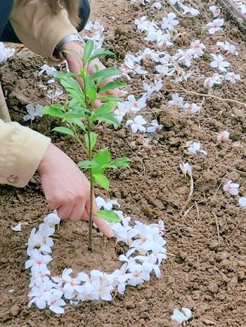 一雙手將一棵小樹種在土地上，並用桐花圍成心形圖樣